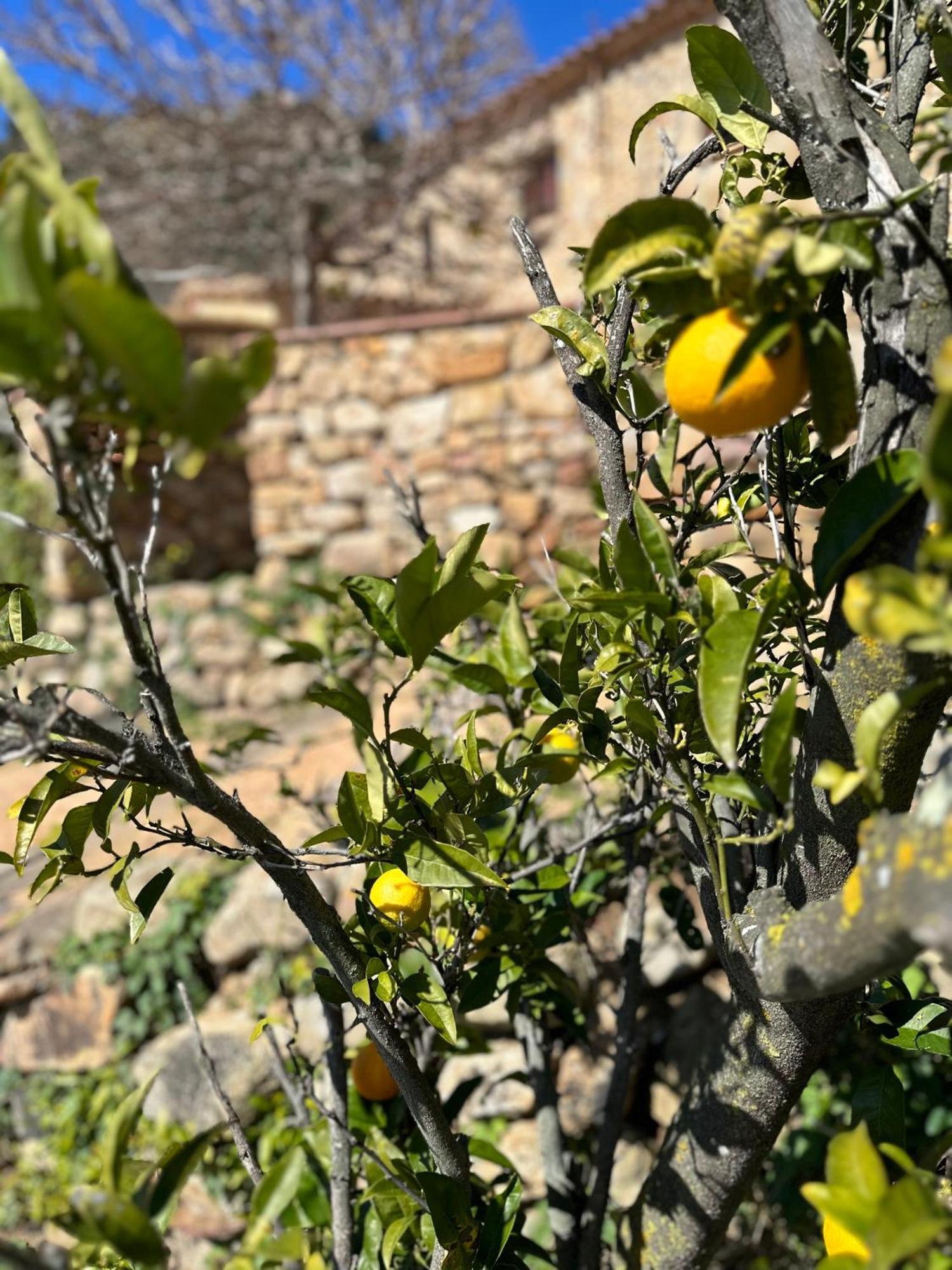 B&B La Vista Brava Platja d'Aro Dış mekan fotoğraf